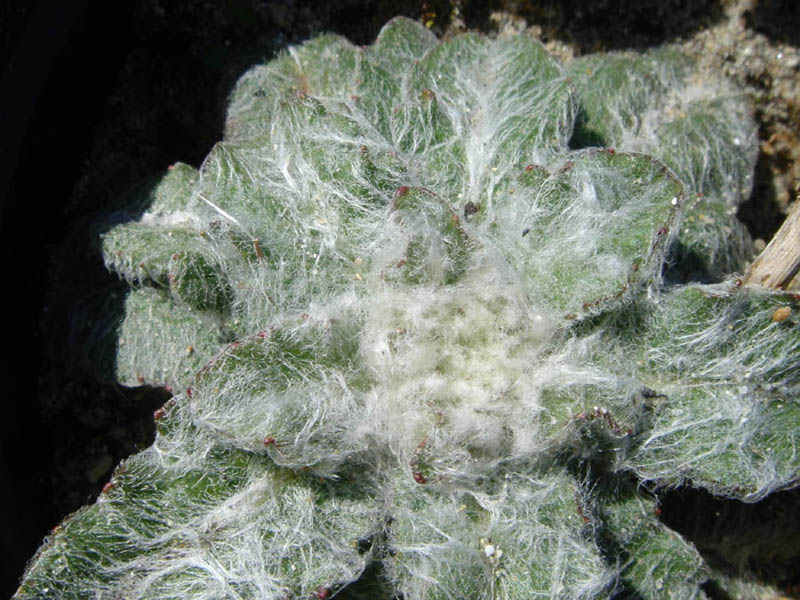 Hieracium eriophorum photo